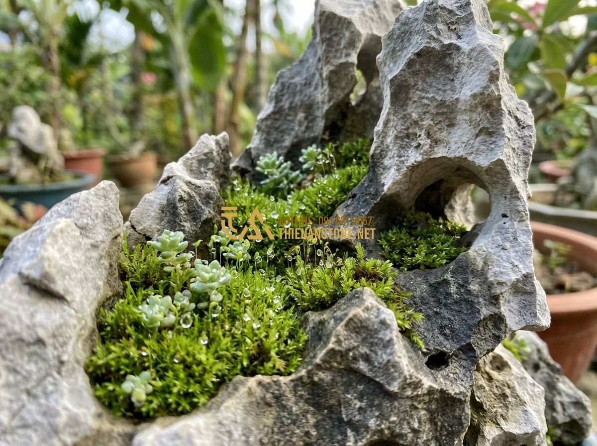 Hòn Non Bộ Cho Người Mệnh Thủy Và Mệnh Mộc - Lựa Chọn Hoàn Hảo - A close-up, high-definition photo of vibrant green moss and small succulents gro